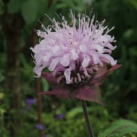 庭に戻りました＊留守番していた花たちをお披露目です＊