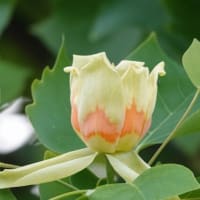 ユリノキ　〈百合の木の花〉　