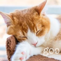 ねこ