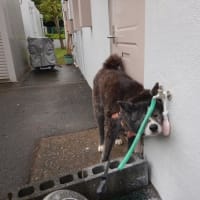 らっきょう、漬けました