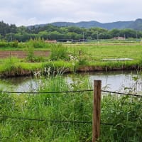 雨降りのビオトープです