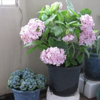 いよいよ後期高齢者