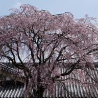 醍醐寺