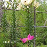 7年目にスプレケリアの花が咲いた（ツバメ草）