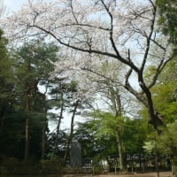 本日の下根子桜（4/18、散る桜）5