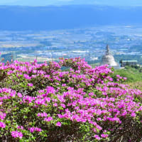 阿蘇･仙酔峡のミヤマキリシマ開花状況 ～ 花期は終了でした😪