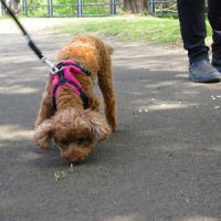 犬の森One Walk＠横浜