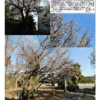 花巡り「梅－370」鷲宮大明神    天満天神宮