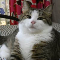 猫 飼い方  一人暮らし マンション  初心者  アパート 気をつけること