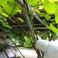 デラウエアの一回目ジベレリン処理　2025