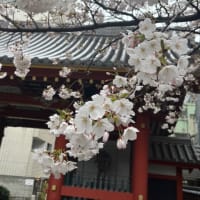 写仏の日 桜咲く中で