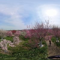 和泉リサイクル環境公園の梅林　３６０度動画（２０２５年３月１４日）