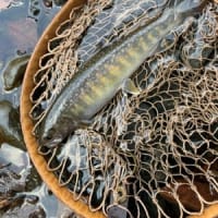 シーズン最初の山岳へイワナ釣りに