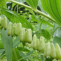 ナルコユリです。