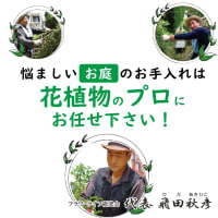 ジャングル状態のビル裏を一新！雑木と雑草を取り除いてスッキリ快適な空間へ