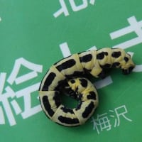 2025年6月8日(日)　苫小牧「近所の自然散歩」植物調査