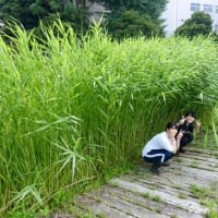 泥だらけのビオトープ作業