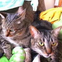 キジキジ毛づくろい