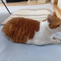 アイドルを探せ