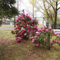 櫂の木の花　シャクナゲ　サクランボ　　2020.4.10　　「36」