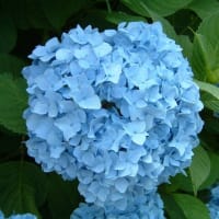 赤いアジサイで、思い出した
