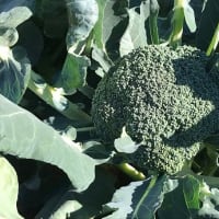 野菜の価格がが高騰しているというけれど