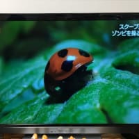テントウハラボソコマユバチはテントウムシをゾンビ化させて繭を
