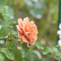 気になる草むしりと　楽しみたいデコパージュ