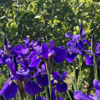 みかんの花が（＾＾）咲いてきました（＾＾）