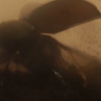 カブト虫がついに羽化