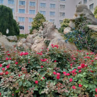 ディズニーシー旅行③