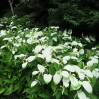 鎌倉散歩～若宮大路段葛・報国寺