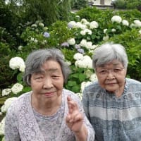 外食&外出　紫陽花見学