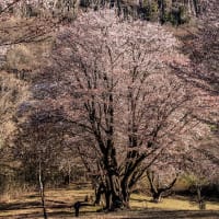 屏風岩公苑の山桜　その１