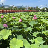 わりと日陰もあるから朝一のおでかけは涼しいかも