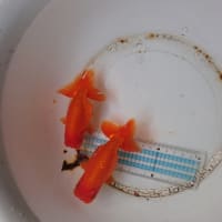 間もなくオフシーズン