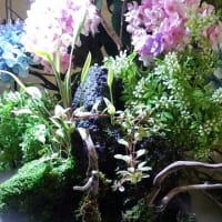 フレグランス　紫陽花