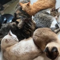 ご質問にお答えしてと、ミェフの話②と庭の話とか