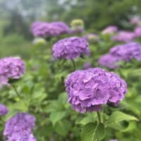 みやぎ仙南エリアの６月の観光イベント情報をお届けします！