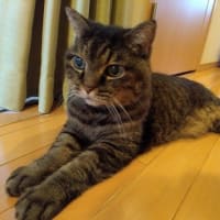 雀と一緒