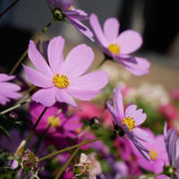 まだコスモスの花が見られますねぇ