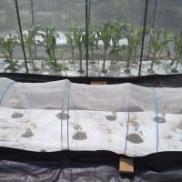 オクラの植え付け、トウモロコシの追肥