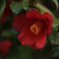 「椿/つばき×2種 各4枚。」