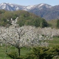 望羊の丘の一本桜🌸＆零号山