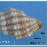 ムラサキツノマタモドキ