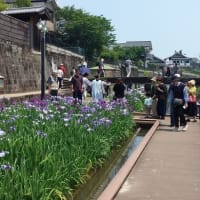 No.2507 玉名花菖蒲まつり