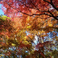 ２０１９－１１－１９　武蔵丘陵森林公園の秋を見る