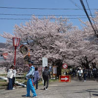 4/27（日）観音寺川の桜並木
