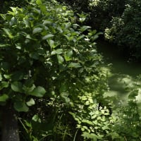 池の緑が綺麗と感じられるか否か