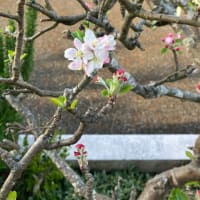 4月１６日（水）練習風景